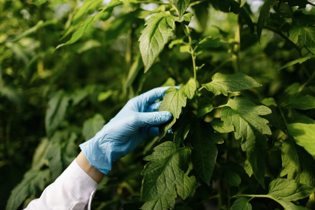 plant 2